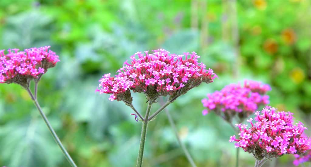 L’achillée (<i>Achillea millefolium</i>). © Terry Kearney Flickr